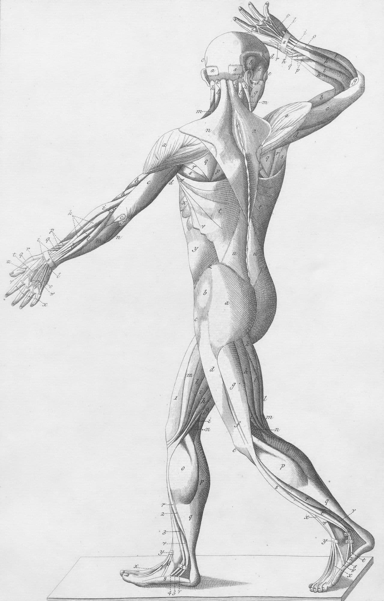 Engraving of the muscles of the human body, seen from behind