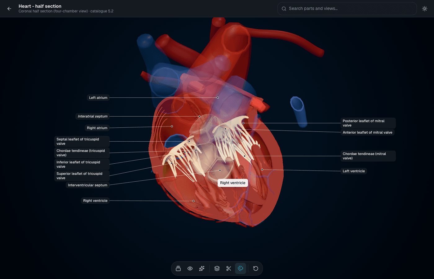 The Get3DMed heart viewer showing a four-chamber half section with labelled valves, chambers and septa
